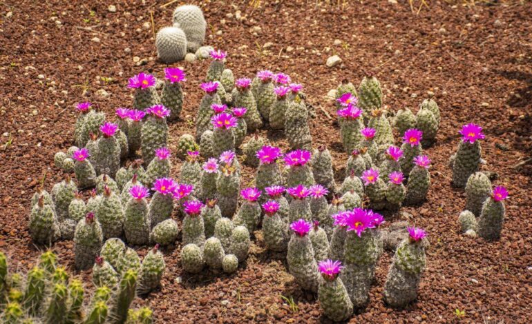 Jardín botánico “El Izotal” de la UASLP, un paraíso para amantes de cactus y suculentas
